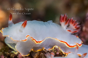 White Nudibranch, Acapulco México by Alejandro Topete 